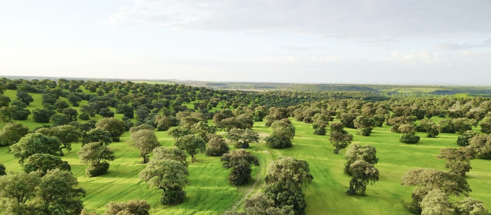 Encinar adehesado de La Ronca, escenario natural para ceremonias al aire libre
