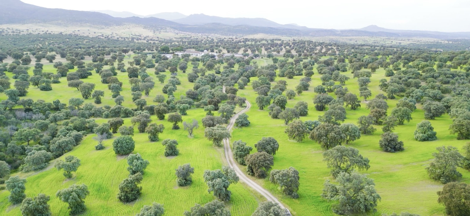 Dehesa abierta de La Ronca con encinar y horizonte amplio
