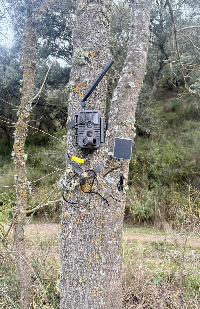 Cámara-trampa instalada en encina del encinar